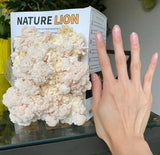 Nature Lion Lions Mane Mushroom Grow Kits
