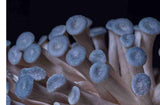 Nature Lion Blue Oyster Mushroom Grow Kit