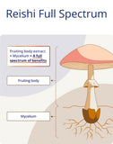 CanPrev Reishi Full Spectrum 60vcap